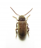 Dermestidae, Anobiidae - INSECTS-STORE.RU