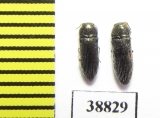 Acmaeodera truquii  Turkey - INSECTS-STORE.RU