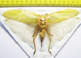 Orthoptera sp.  Thailand  156mm - INSECTS-STORE.RU