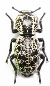 Zopheridae - INSECTS-STORE.RU
