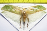 Orthoptera sp.  Thailand  175mm - INSECTS-STORE.RU