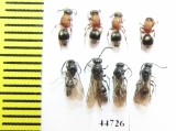 Mutillidae sp., pair  Russia, Tver reg. - INSECTS-STORE.RU
