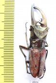 Cyclommatus zuberi  Philippines  44mm - INSECTS-STORE.RU