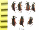 Melyridae sp.  Turkey - INSECTS-STORE.RU