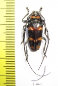Cereopsius quaestor  Philippines - INSECTS-STORE.RU