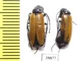 Zonitis sp.  Turkey - INSECTS-STORE.RU
