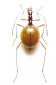 Leiodidae, Scydmaenidae - INSECTS-STORE.RU