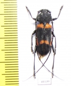 Purpuricenus quadrinotatus  Indonesia, Tanimbar isl. - INSECTS-STORE.RU