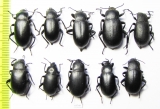 Blaps lethifera, pair  Russia, Astrakhan reg. - INSECTS-STORE.RU
