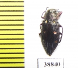 Chrysobothris sp.  China, Yunnan prov. - INSECTS-STORE.RU