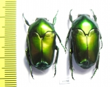 Ischiopsopha ritsemae celebensis, pair  Indonesia, Peleng isl. - INSECTS-STORE.RU