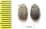 Trox sabulosus  Russia, Kaluga reg. - INSECTS-STORE.RU