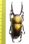 Lamprima adolphinae  Indonesia, Papua  49mm - INSECTS-STORE.RU