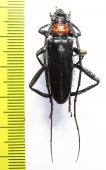 Aromia bungii  China, Hainan - INSECTS-STORE.RU