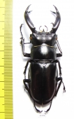 Hexarthrius buqueti  Indonesia, Java  64mm - INSECTS-STORE.RU