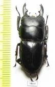 Dorcus sp.  Indonesia, Java - INSECTS-STORE.RU