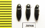 Ampedus nigrinus  Russia, Tver reg. - INSECTS-STORE.RU