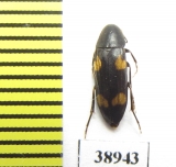 Dircaea quadriguttata  Russia, Tver reg. - INSECTS-STORE.RU