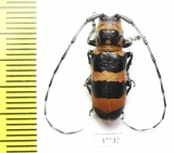 Cerambycidae sp.  South Africa Rep. - INSECTS-STORE.RU