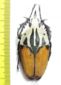 Mecynorhina oberthuri unicolor  Tanzania  56mm - INSECTS-STORE.RU
