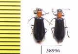 Tillus elongatus  Russia, Tver reg. - INSECTS-STORE.RU