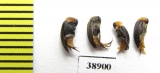 Mordellidae, Mordellochroa abdominalis  Russia, Tver reg. - INSECTS-STORE.RU