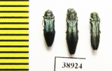 Agrilus sp.  Russia, Tver reg. - INSECTS-STORE.RU