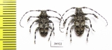 Aegomorphus clavipes  Russia, Tver reg. - INSECTS-STORE.RU