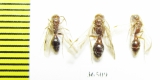 Mutillidae sp.  Tajikistan - INSECTS-STORE.RU