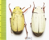 Melolonthinae sp., male  China, Guangxi prov. - INSECTS-STORE.RU