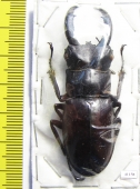 Hexarthrius rhinoceros  Indonesia, Java  58mm - INSECTS-STORE.RU