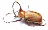 Golofa sp.  Peru  52mm - INSECTS-STORE.RU