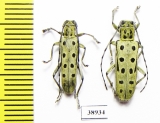 Saperda perforata  Russia, Tver reg. - INSECTS-STORE.RU
