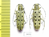 Saperda perforata  Russia, Tver reg. - INSECTS-STORE.RU