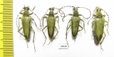 Lepturobosca virens  Russia, Tver reg. - INSECTS-STORE.RU