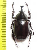 Xylotrupes gideon  Indonesia, Java - INSECTS-STORE.RU