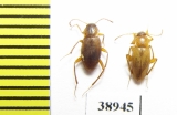 Choleva sp., pair  Russia, Tver reg. - INSECTS-STORE.RU