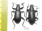 Upis ceramboides  Russia, Tver reg. - INSECTS-STORE.RU