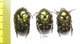 Protaetia metallica  Russia, Tver reg. - INSECTS-STORE.RU