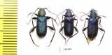 Callidium violaceum  Russia, Tver reg. - INSECTS-STORE.RU
