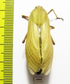 Bullacris sp.1  South Africa Rep. - INSECTS-STORE.RU