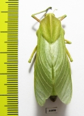 Bullacris sp.1  South Africa Rep. - INSECTS-STORE.RU