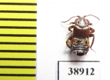 Lomechusoides strumosus  Russia, Tver reg. (myrmecophilous) - INSECTS-STORE.RU