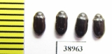Dermestidae sp.  Russia, Tver reg. - INSECTS-STORE.RU