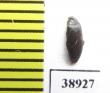 Orchesia fusiformis  Russia, Tver reg. - INSECTS-STORE.RU