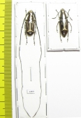 Xenocerus equestris, pair  Indonesia, Aru isl. - INSECTS-STORE.RU