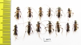 Molorchus minor, pair  Russia, Tver reg. - INSECTS-STORE.RU