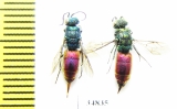 Chrysididae sp.  Russia, Tver reg. - INSECTS-STORE.RU