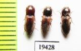 Elateridae sp.  Iran, Sistan prov. - INSECTS-STORE.RU