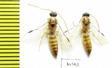 Tiphiidae sp.  Iran, Sistan prov. - INSECTS-STORE.RU